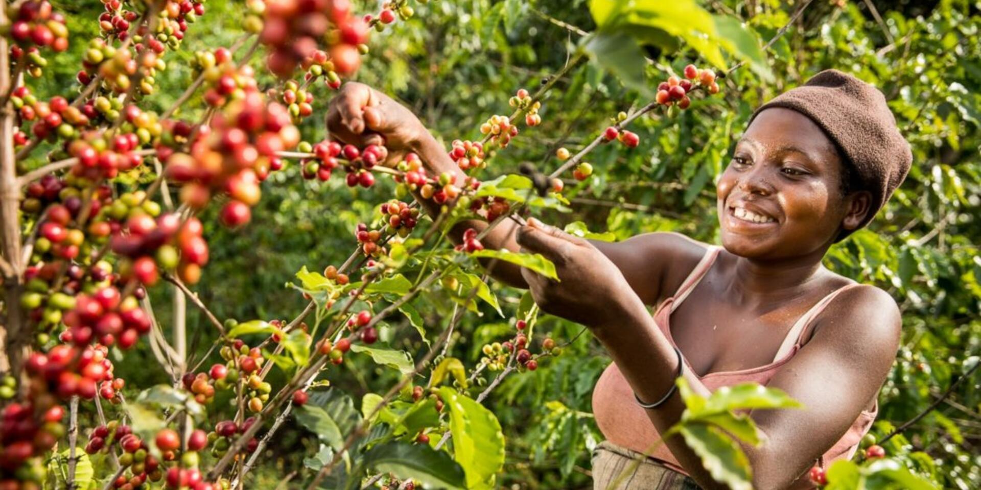 Climate Smart Coffee